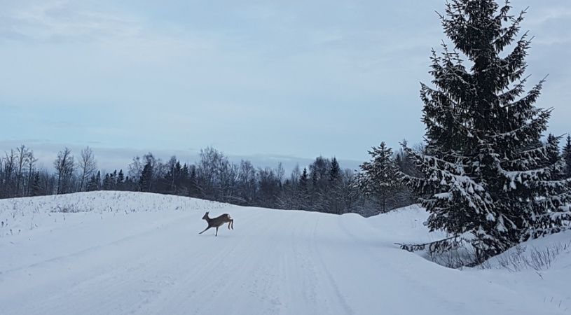 Staying Vigilant on the Road: Protecting Against Collisions with Wildlife and Electric Cars